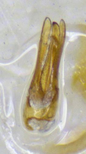 Réf. 194 554 : Limnius intermedius